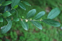 Suregada angustifolia
